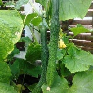 How to grow long Chinese snake cucumbers of an unusual shape and break yield records on your plot