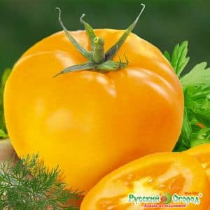 Why do summer residents like the Ilya Muromets tomato so much and how to grow it yourself on your own plot