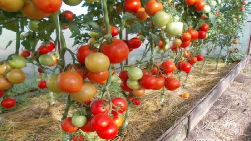 A hybrid created by domestic breeders that produces an excellent harvest - the Evpator tomato