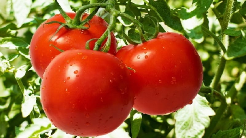 A hybrid created by domestic breeders that produces an excellent harvest - the Evpator tomato