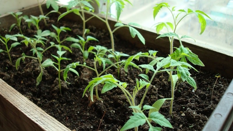 A wonderful hybrid for growing in open ground - plant tomato Juggler f1
