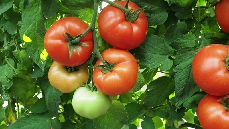 A wonderful hybrid for growing in open ground - plant tomato Juggler f1