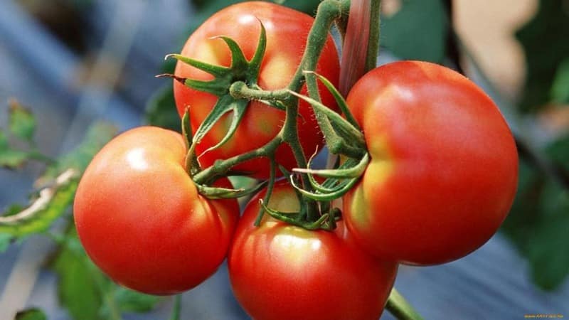 A wonderful hybrid for growing in open ground - plant tomato Juggler f1