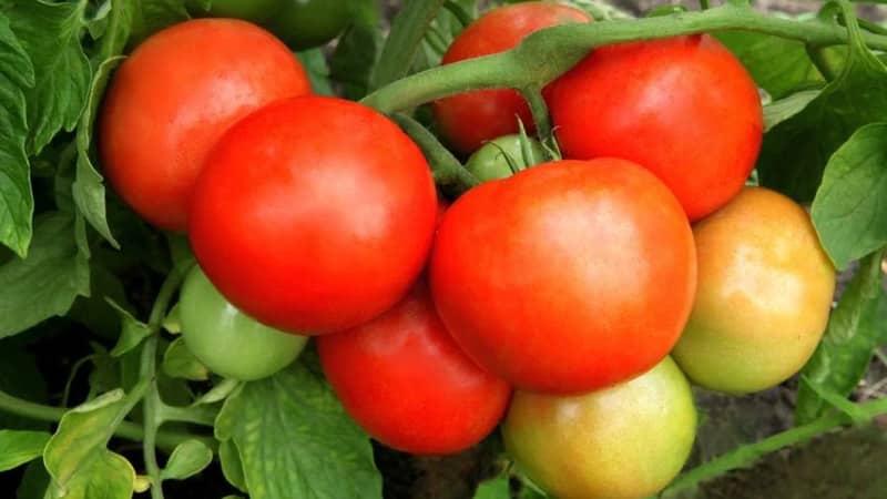 A wonderful hybrid for growing in open ground - plant tomato Juggler f1