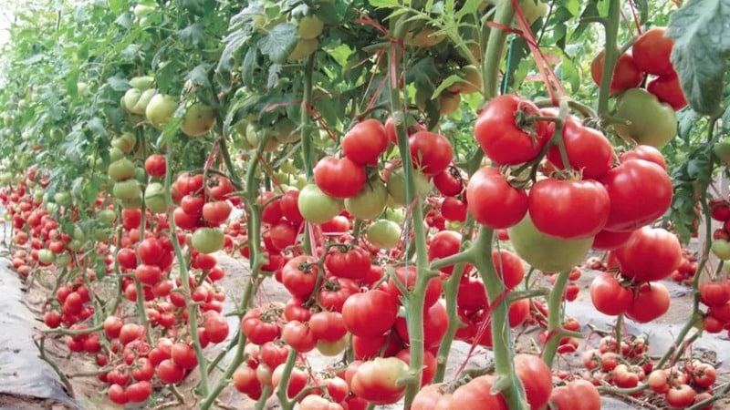 A wonderful hybrid for growing in open ground - plant tomato Juggler f1