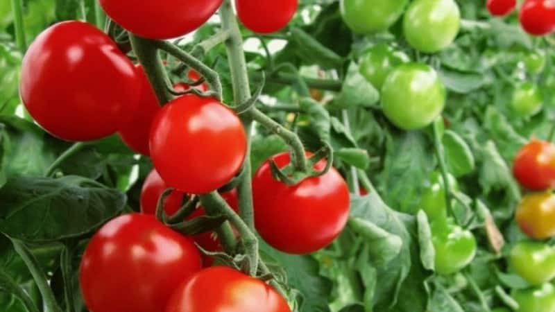 A wonderful hybrid for growing in open ground - plant tomato Juggler f1