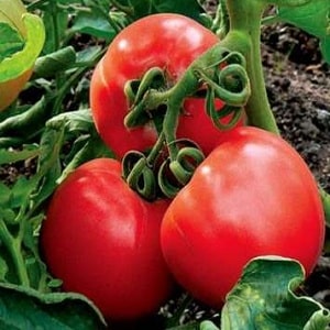 If you want to get a rich harvest of sweet tomatoes with a rich taste, plant a tomato on your plot Irina