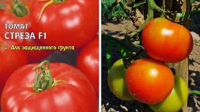 High-yielding, tasty and easy-to-care Stresa tomatoes for growing in open ground or in a greenhouse