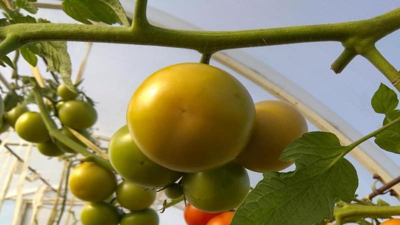 High-yielding, tasty and easy-to-care Stresa tomatoes for growing in open ground or in a greenhouse