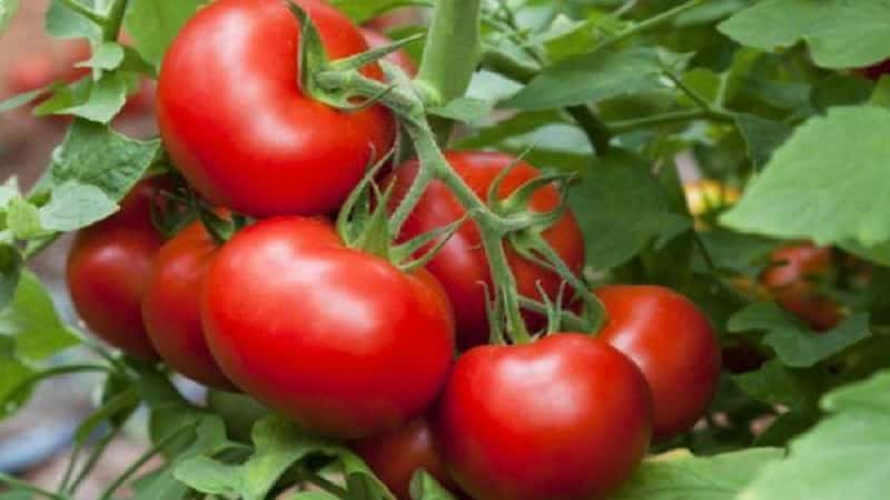 High-yielding, tasty and easy-to-care Stresa tomatoes for growing in open ground or in a greenhouse