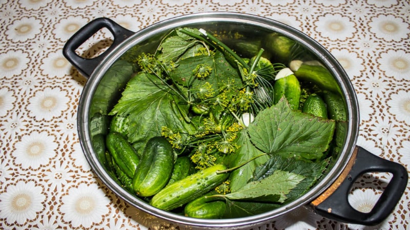 6 most delicious recipes for pickled cucumbers in a pan