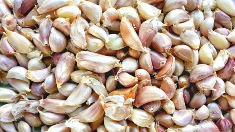 What is a garlic seeder: a review of the best models and instructions for making a planter with your own hands