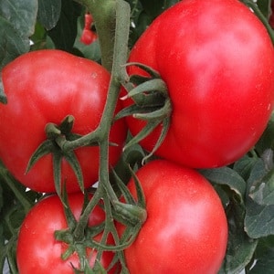 A large-fruited variety with a pleasant taste - the Akulina tomato and a step-by-step guide to growing it
