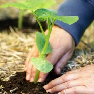 How to get a good pumpkin harvest: growing and caring in open ground, recommendations from experienced gardeners