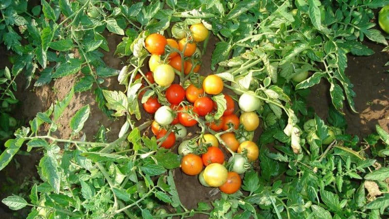 Review of the Moskvich tomato variety: pros and cons, as well as how to get a good harvest
