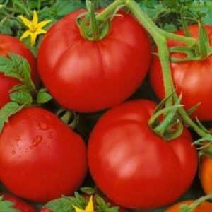 Review of the Moskvich tomato variety: pros and cons, as well as how to get a good harvest