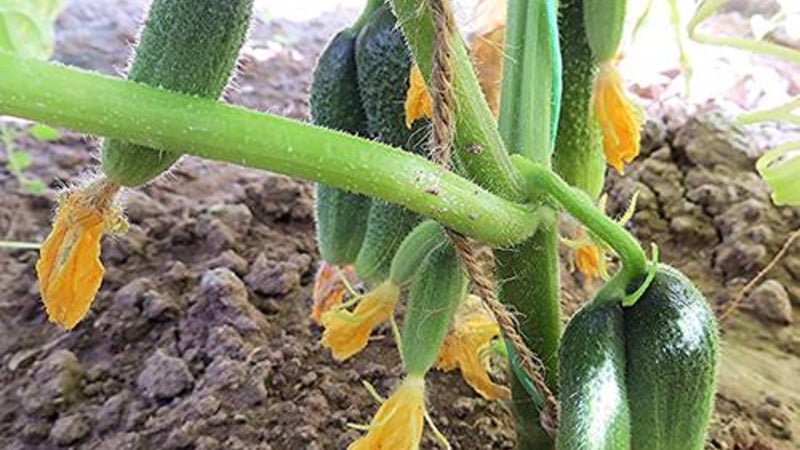 How to properly grow Claudius f1 cucumbers to break yield records