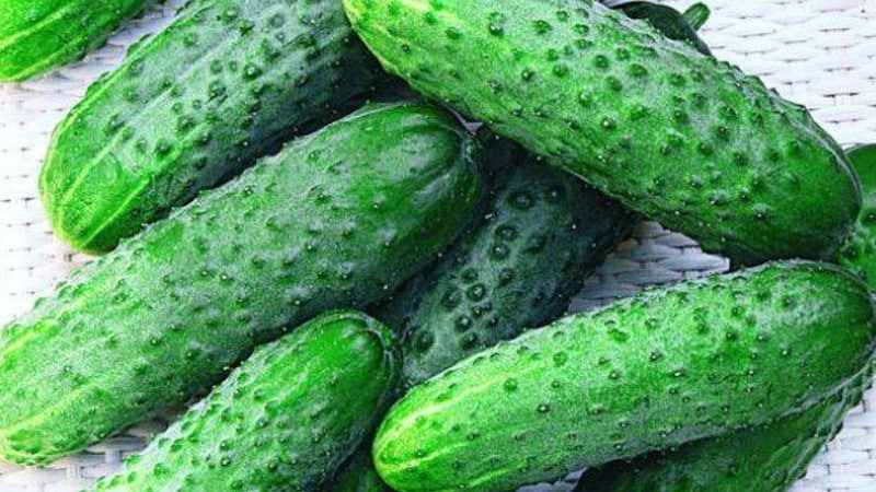 How to properly grow Claudius f1 cucumbers to break yield records
