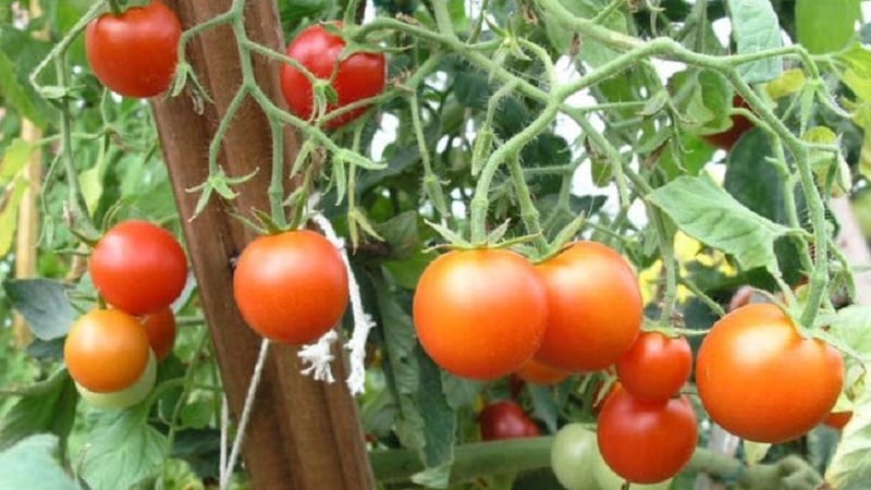 A veteran of domestic selection - the Siberian early ripening tomato, time-tested and loved by gardeners