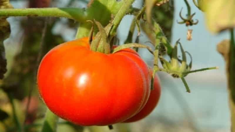 A veteran of domestic selection - the Siberian early ripening tomato, time-tested and loved by gardeners