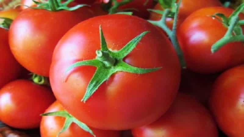 A veteran of domestic selection - the Siberian early ripening tomato, time-tested and loved by gardeners