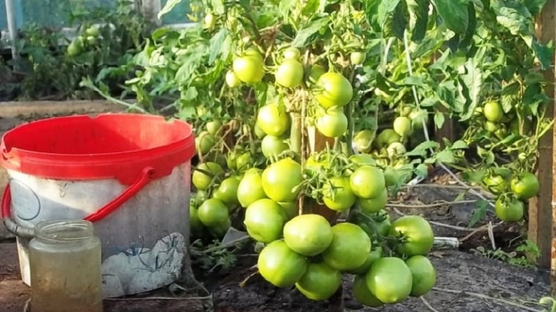 A veteran of domestic selection - the Siberian early ripening tomato, time-tested and loved by gardeners