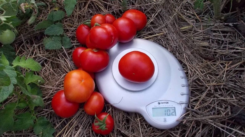 A veteran of domestic selection - the Siberian early ripening tomato, time-tested and loved by gardeners