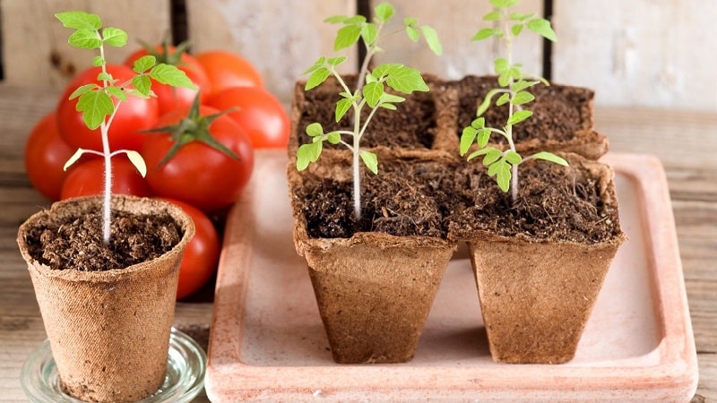 A veteran of domestic selection - the Siberian early ripening tomato, time-tested and loved by gardeners