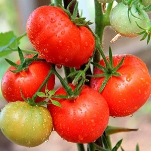 A veteran of domestic selection - the Siberian early ripening tomato, time-tested and loved by gardeners