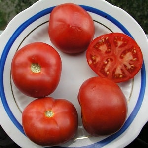 A veteran of domestic selection - the Siberian early ripening tomato, time-tested and loved by gardeners