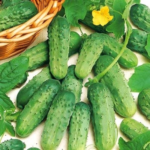 Early ripe Parisian gherkin cucumbers for the most delicious winter preparations