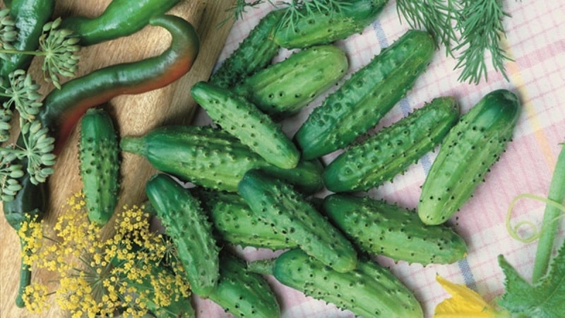 Early ripe Parisian gherkin cucumbers for the most delicious winter preparations