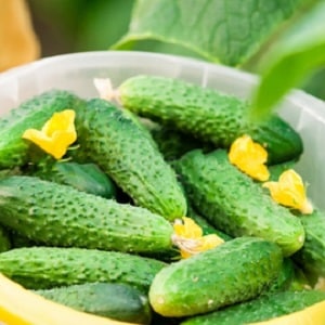 Early ripe Parisian gherkin cucumbers for the most delicious winter preparations