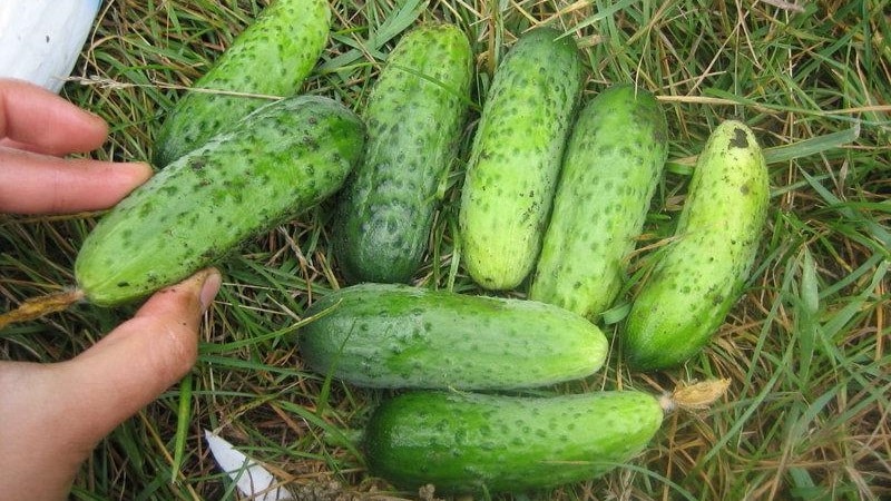 Early ripe Parisian gherkin cucumbers for the most delicious winter preparations