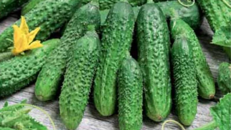 Early ripe Parisian gherkin cucumbers for the most delicious winter preparations