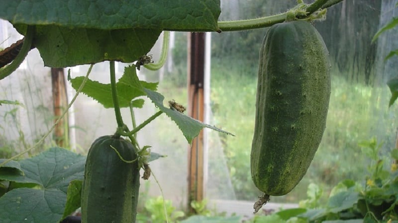 Early ripe Parisian gherkin cucumbers for the most delicious winter preparations
