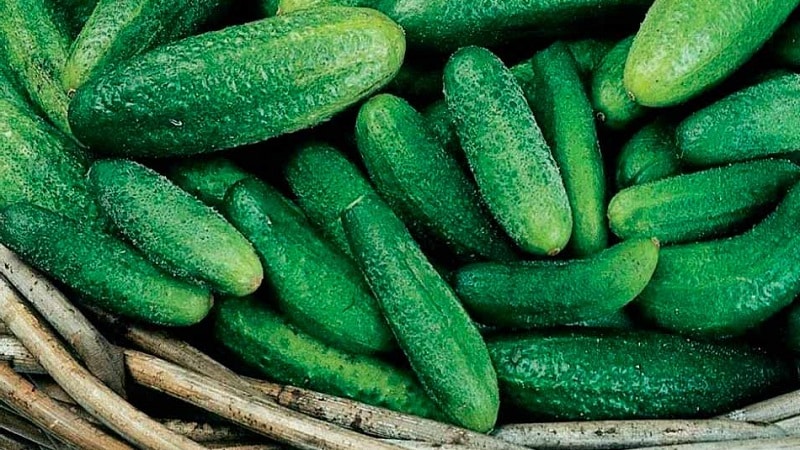 Early ripe Parisian gherkin cucumbers for the most delicious winter preparations