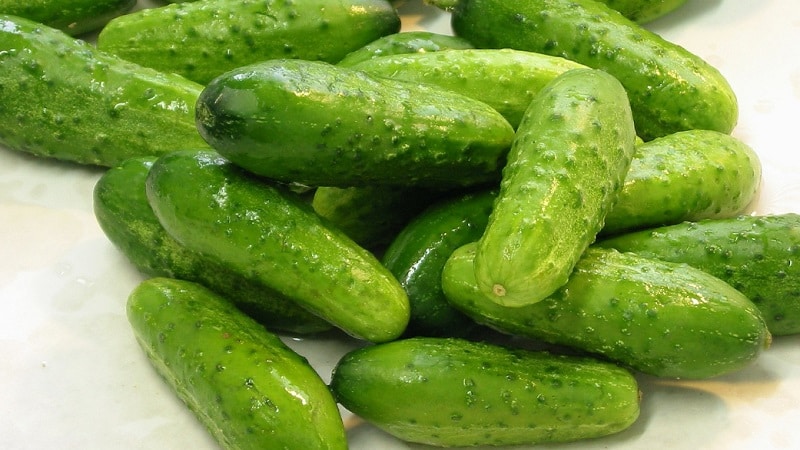 Early ripe Parisian gherkin cucumbers for the most delicious winter preparations
