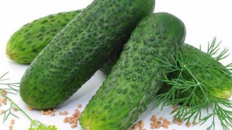 Hybrid cucumber Dirigent from Dutch breeders