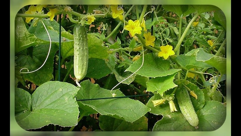 Hybrid cucumber Dirigent from Dutch breeders