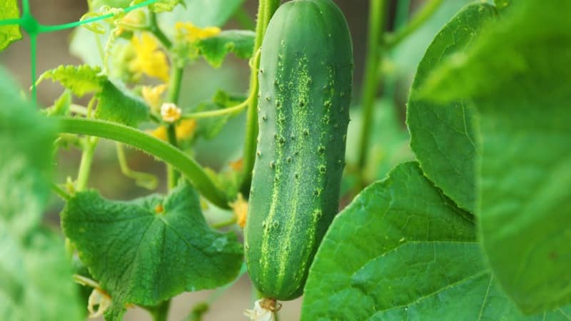 Hybrid cucumber Dirigent from Dutch breeders