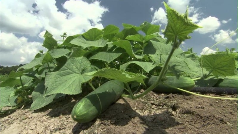 Hybrid cucumber Dirigent from Dutch breeders
