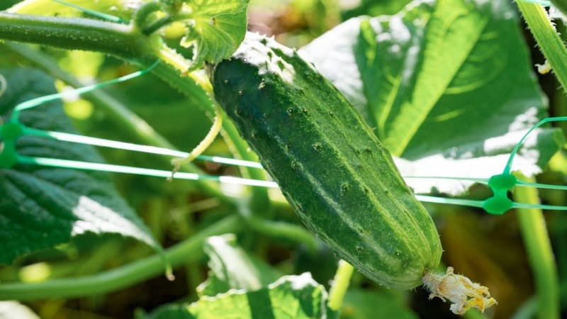 Hybrid cucumber Dirigent from Dutch breeders