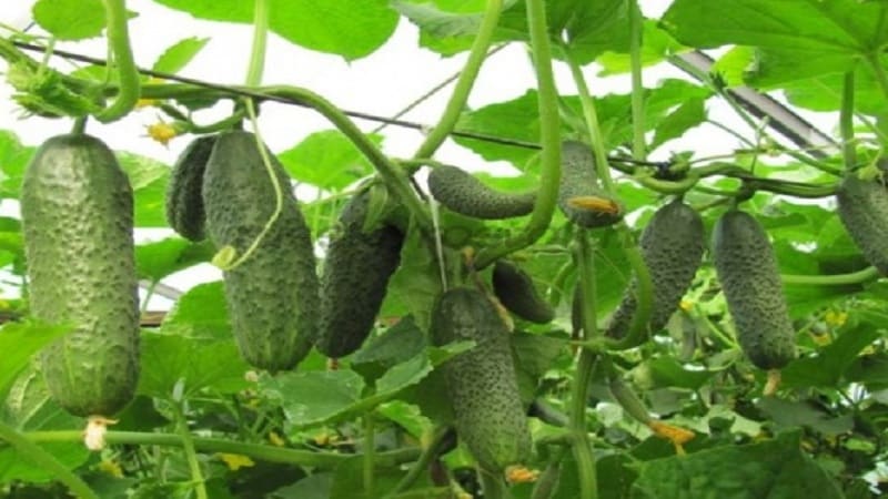 A promising and high-yielding hybrid of Kibria cucumbers, easy to care for and pleasant to taste
