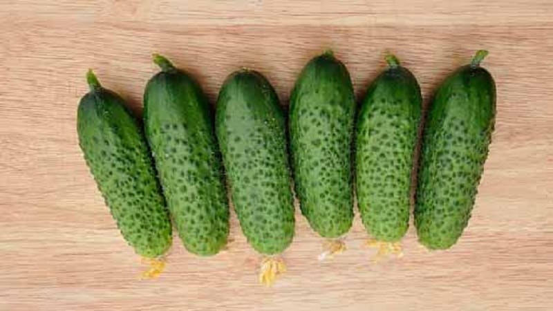 A promising and high-yielding hybrid of Kibria cucumbers, easy to care for and pleasant to taste