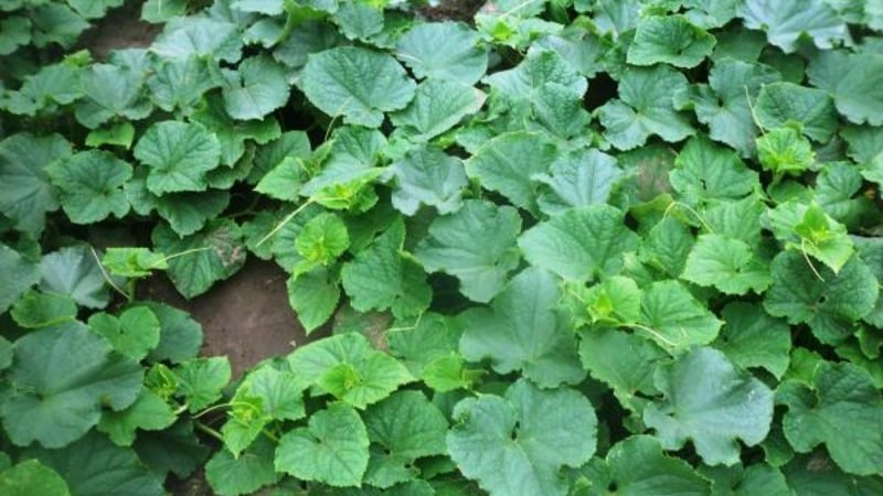 Early ripe cucumber hybrid Hector for open ground