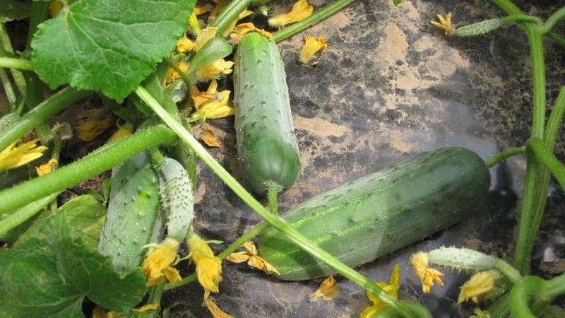 Early ripe cucumber hybrid Hector for open ground