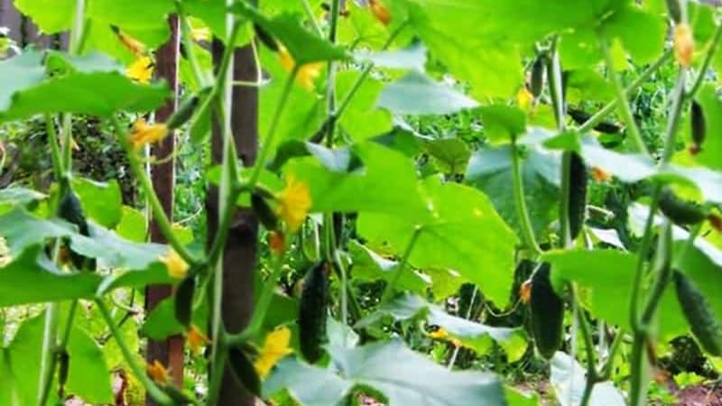 Early ripe cucumber hybrid Hector for open ground