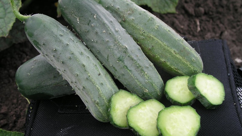 Early ripe cucumber hybrid Hector for open ground