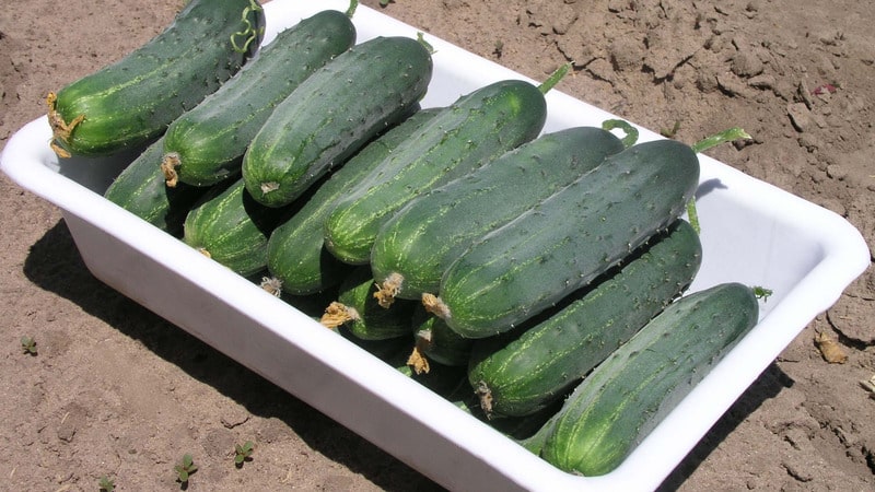 Early ripe cucumber hybrid Hector for open ground